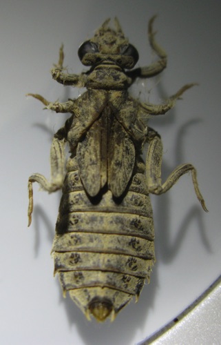 Larva/nymph
2010_11_19_Gordon